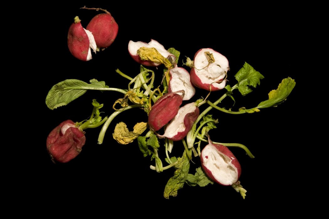 Radieschen, 90 x 60 cm, 2009, Lambdaprint auf Aluplatte