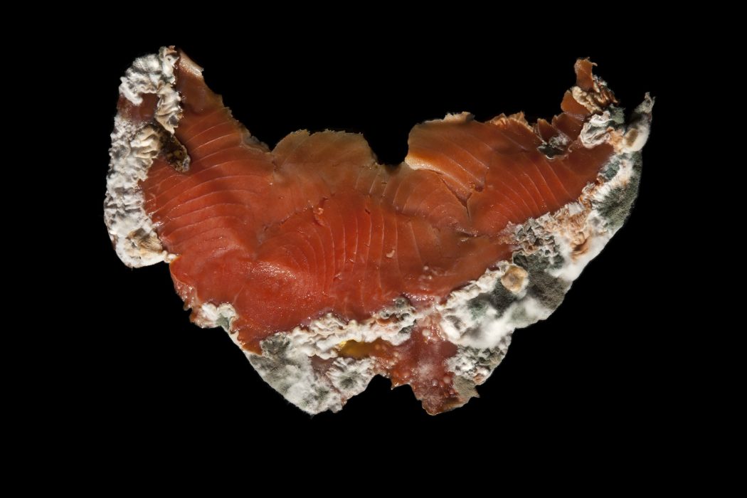 Lachs, 105 x 70 cm, 2012, Lambdaprint auf Aluplatte