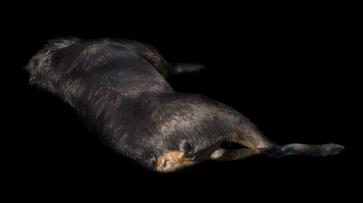 Rottweiler, 125 x 70 cm, Isola Verde 2009