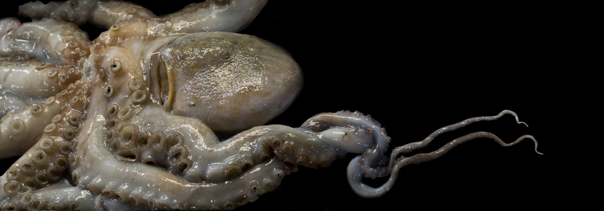 Tintenfisch, 125 x 44 cm, Venedig 2008