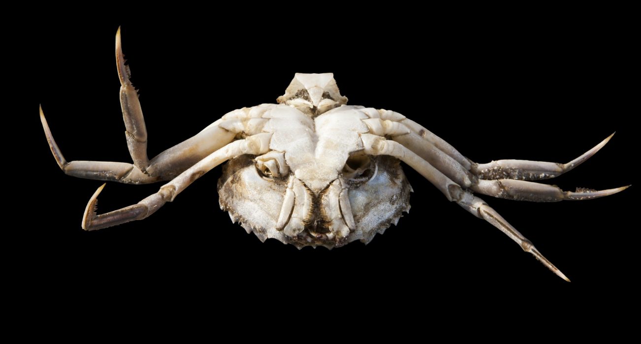 Krabbe, 100 x 54 cm, 100 x 54 cm, Lido di Venezia 2011
