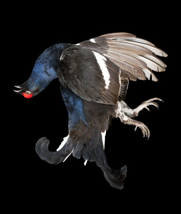 Birkhahn, 120 x 102 cm, Niederösterreich 2011