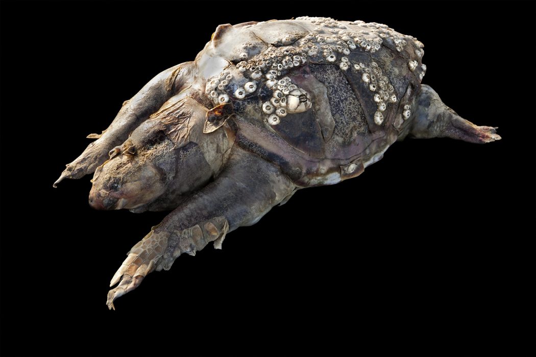 Wasserschildkröte, 125 x 83 cm, Podelta 2011