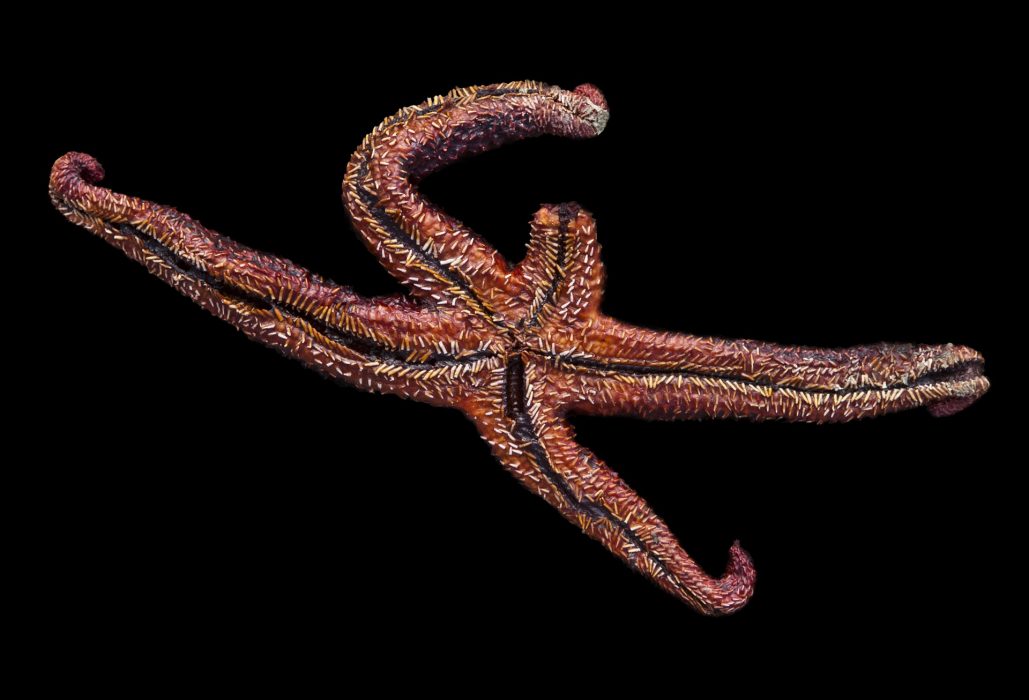 Seestern, 125 x 85 cm, Sottomarina 2011
