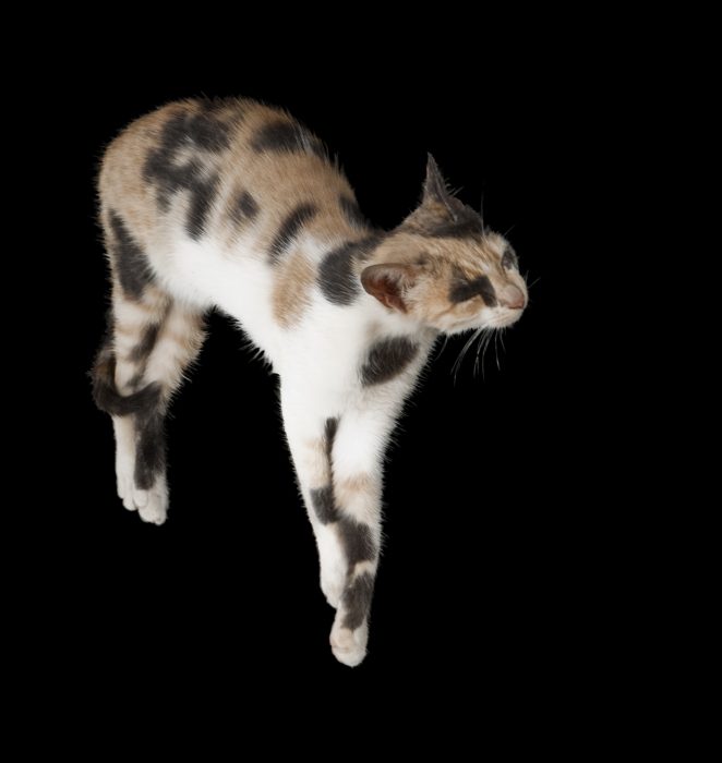 Katze, 105 x 105 cm, Wien 2009