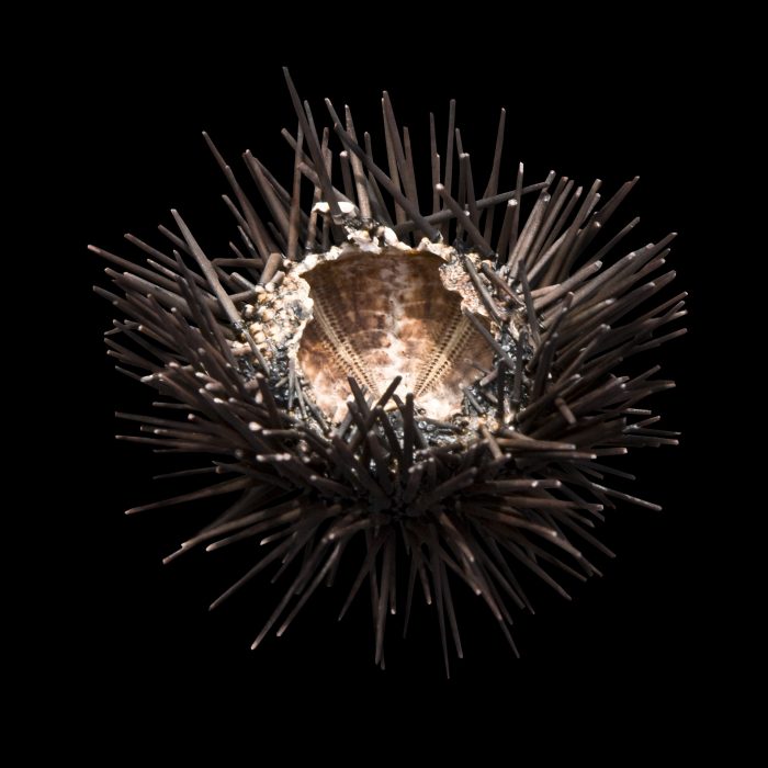 Seeigel, 90 x 90 cm, Lido di Venezia 2009