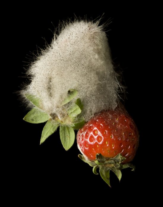 _CK_6882 erdbeeren