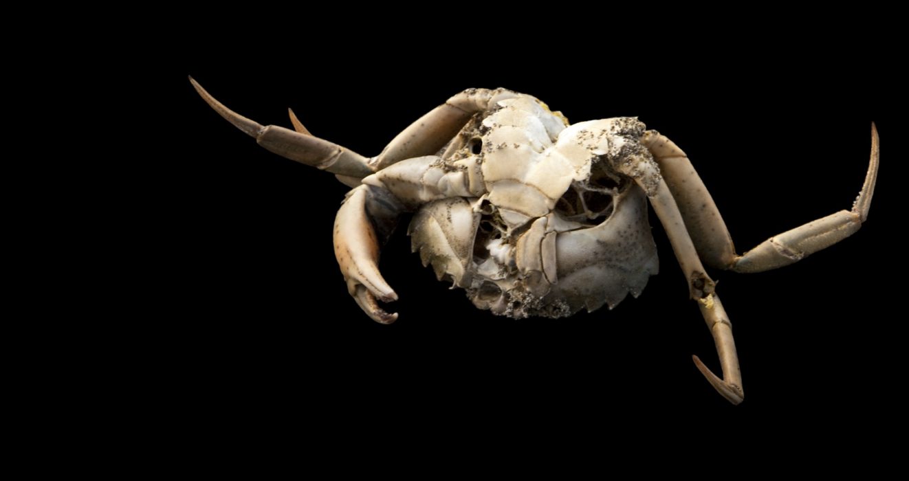 Krabbe, 100 x 53 cm, Lido di Venezia 2012
