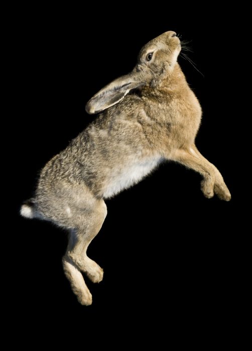 Hase, 125 x 90 cm, Weinviertel 2009
