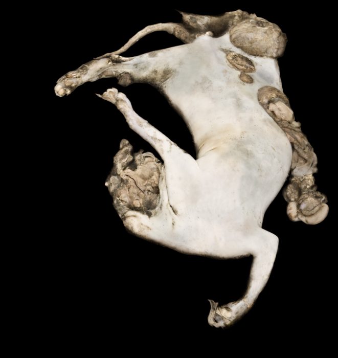 Katze, 125 x 118 cm, Sottomarina 2009