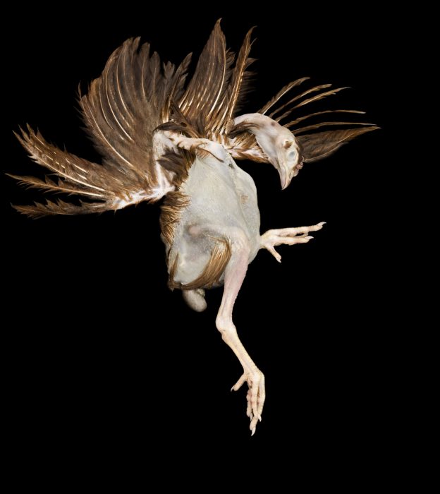 Huhn, 125 x 112 cm, Sottomarina 2009