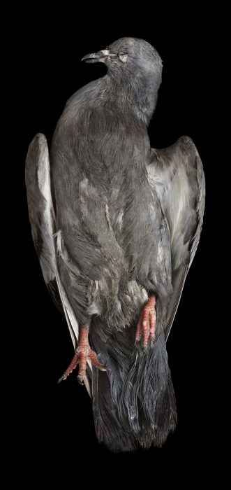 Taube, 90 x 43 cm, Venedig 2009