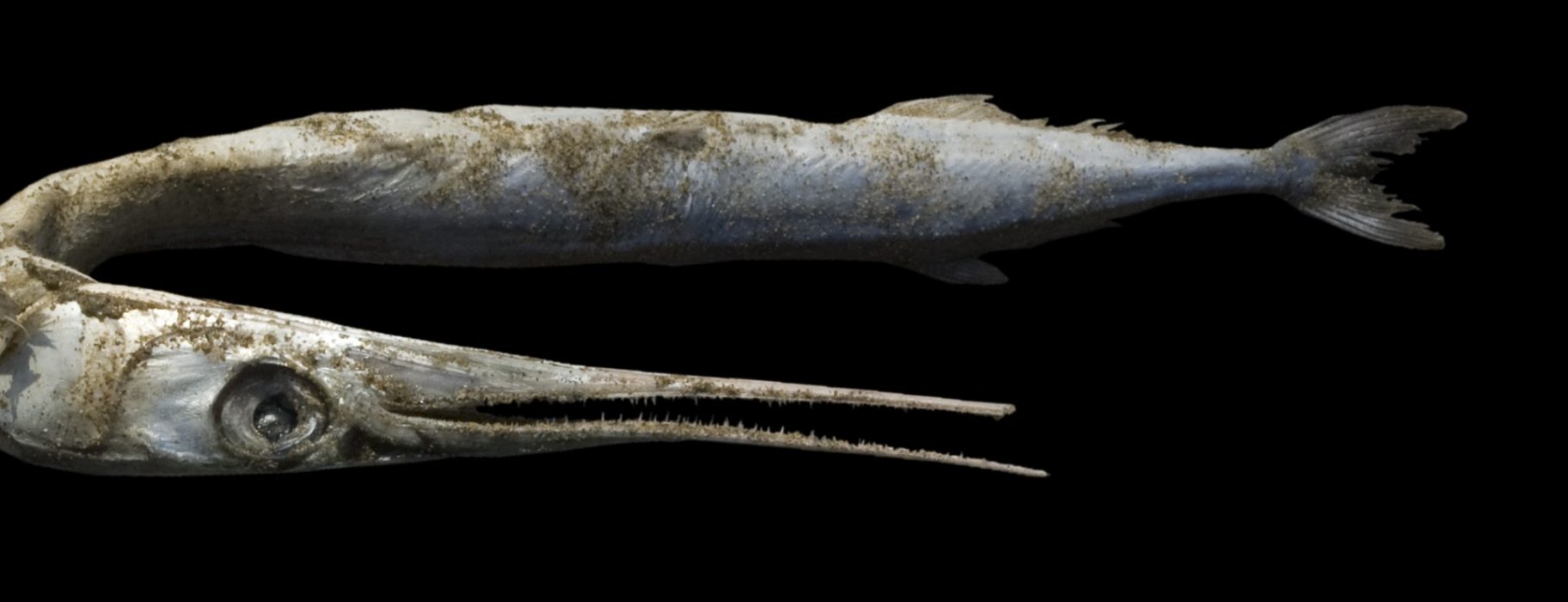 Hornhecht, 125 x 48 cm, Adria 2007